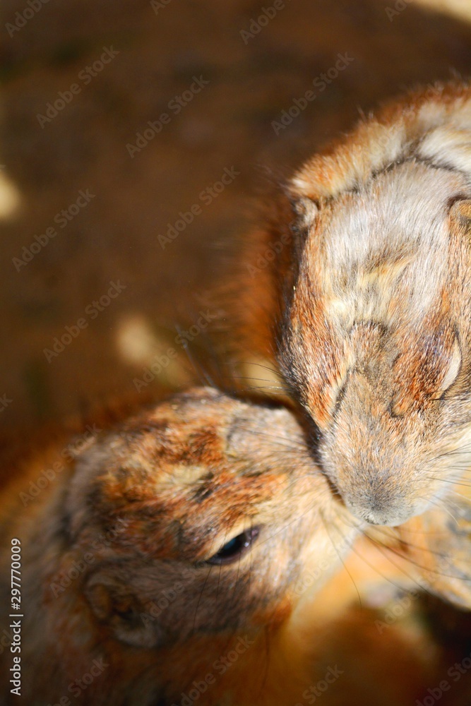 two brown rodents standing and kissing