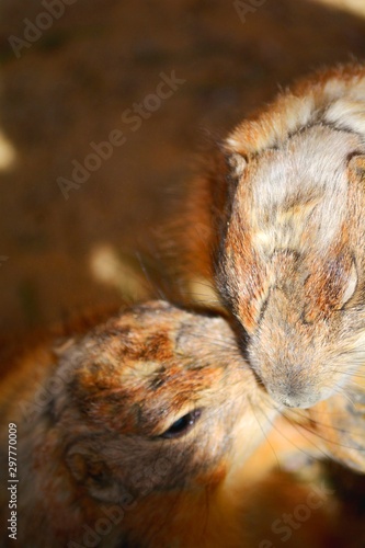 two brown rodents standing and kissing © LuisGregorio
