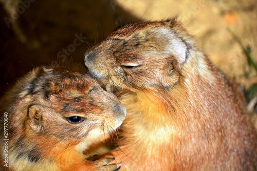 two brown rodents standing and embracing