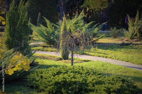 small crooked tree on the background of thuja