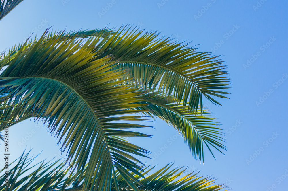 Green branches of palm trees on the background of blue sky - background and leisure concept Green branches of palm trees on the background of blue sky - background and leisure concept