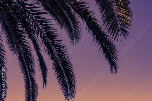 Green branches of palm trees on the background of dusk purple sky - sunset background and leisure concept