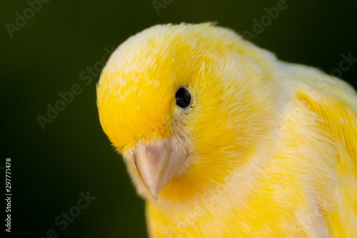 Beautiful portrait of a yellow canary