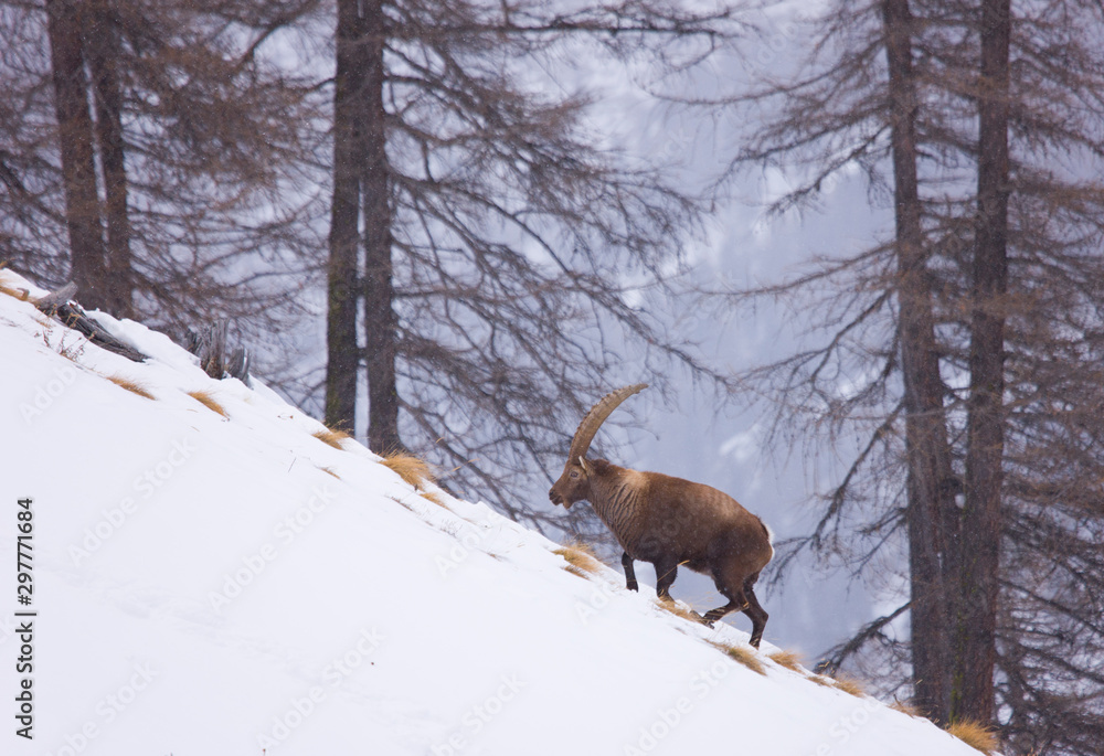 Alpine ibex (Capra ibex), Ibice de los Alpes, Gran Paradiso National Park, Aosta Valley, Italy, Europe