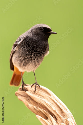 Small bird on a trunk photo