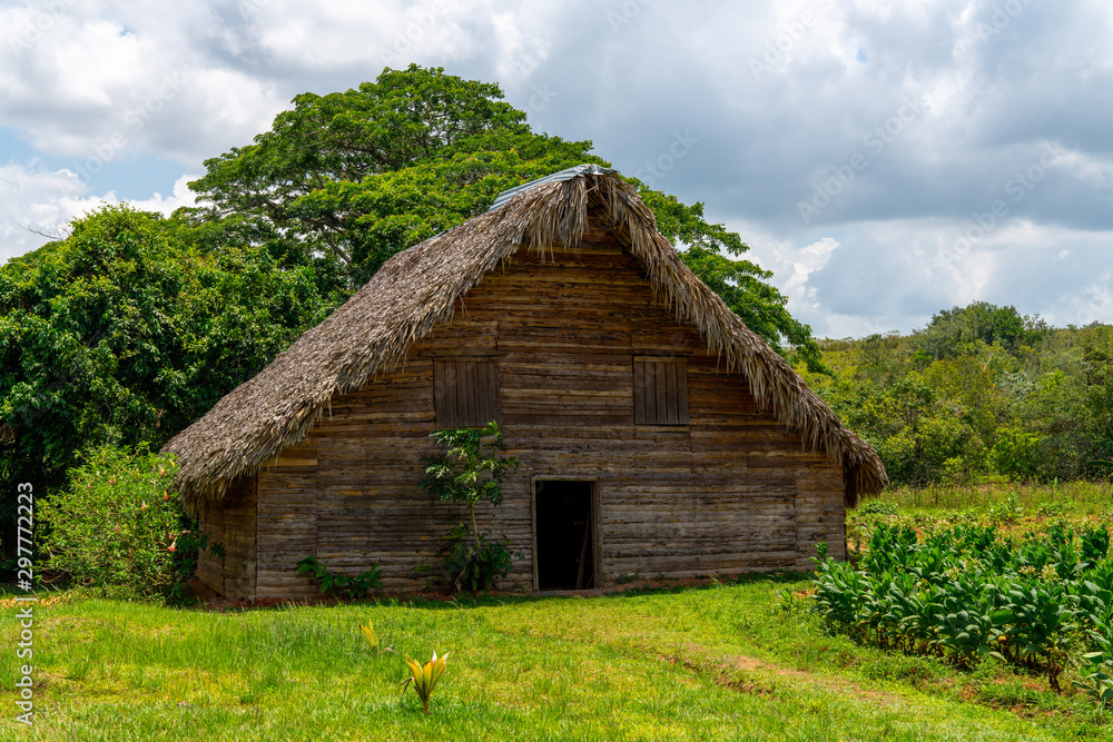 Tobacco shed or barn for drying tobacco leaves in Cuba Tobacco shed or barn for drying tobacco leaves in Cuba