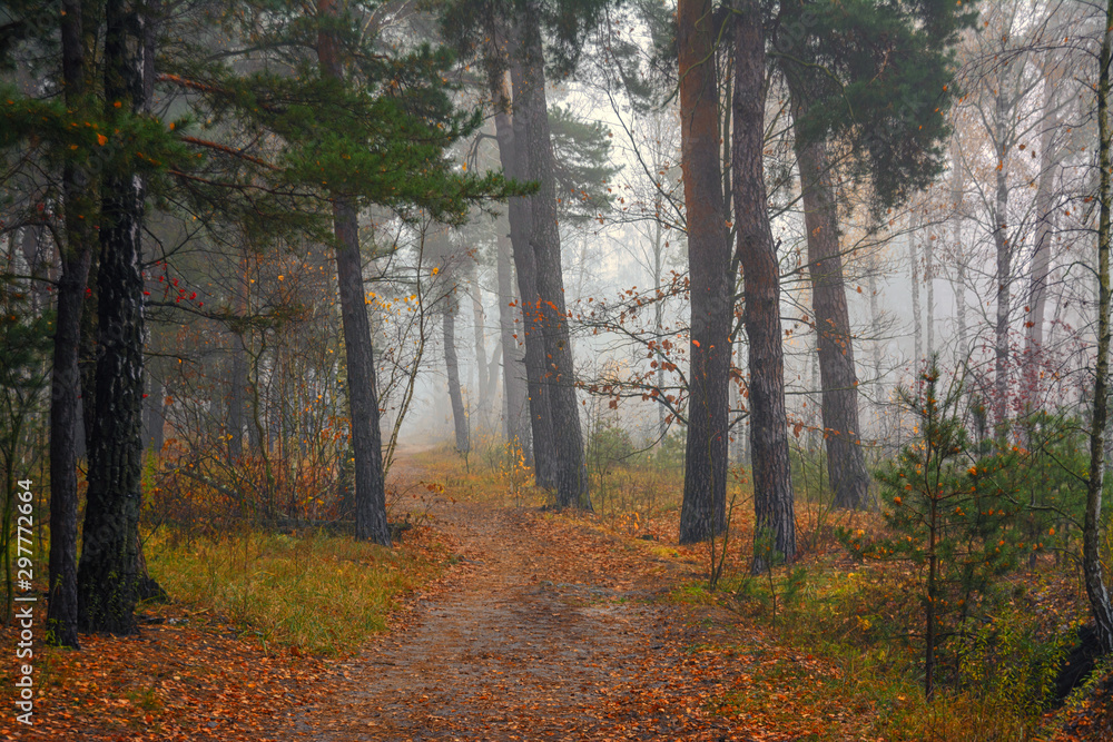 Fototapeta premium Forest. Autumn fogs. Autumn colors.