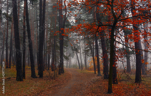 Forest. Autumn fogs. Autumn colors.