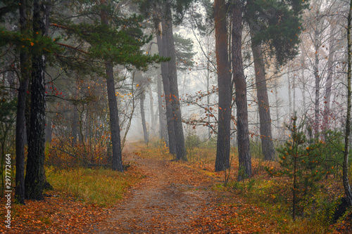 Forest. Autumn fogs. Autumn colors.