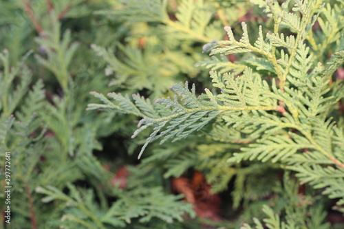 green thuja in the Park