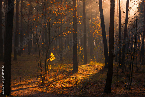 Forest. Sunny autumn morning. The lights of a sun. Haze.