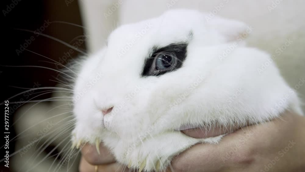 White Rabbit. Woman stroking a domestic rabbit.