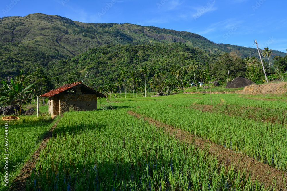 Sri Lanka rice fields Sri Lanka rice fields