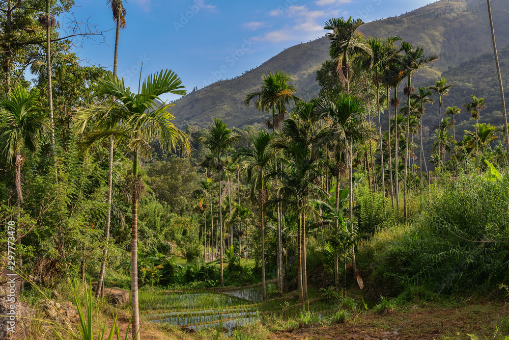 Fototapeta premium Sri Lanka rice fields