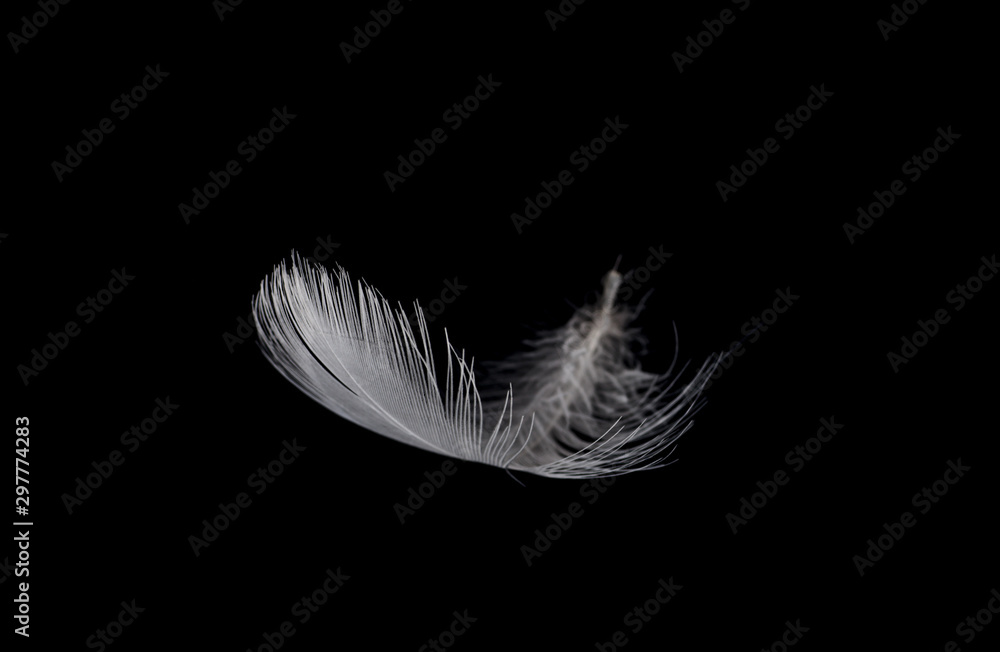 Obraz premium białe piórko na czarnym tle