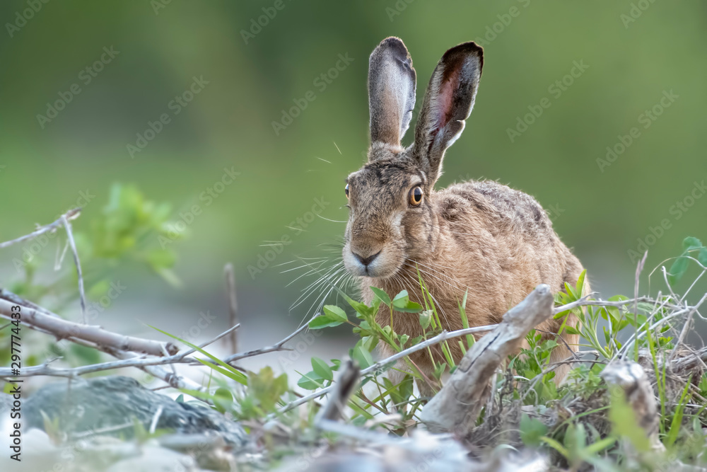 Fototapeta premium Lepre