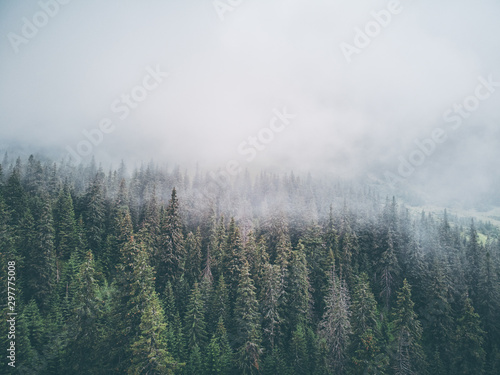 Aerial drone view of pine forest at fog day. © luengo_ua