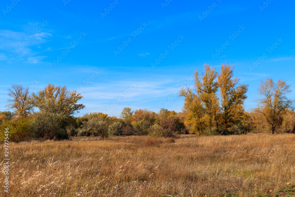 Autumn landscape with dry meadow and colorful fall trees