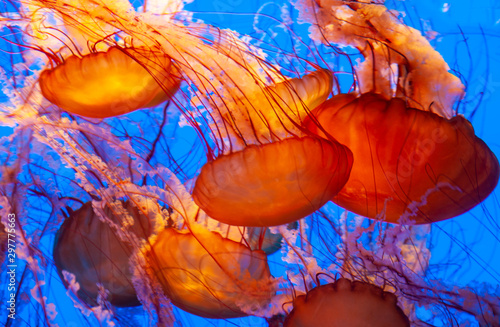 Obraz na plátně beautiful orange jellyfish