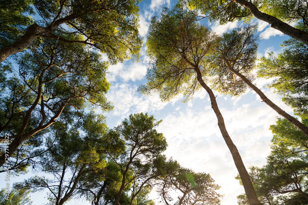 Fototapeta premium Pine tree in croatia under nice sky on hvar island