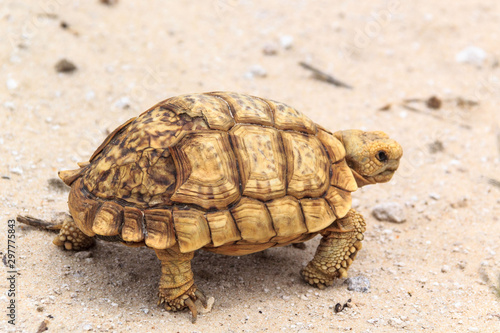 Close up of a broken shell, yellow tortoise walking on the ground, Namibia, Africa