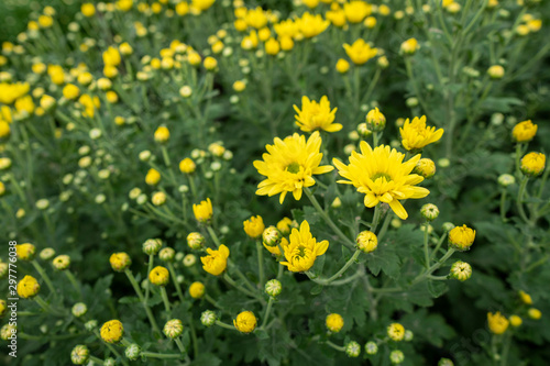 Yellow flowers chrysanthemum in the garden Grown for sale and for visiting.