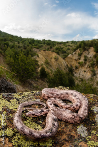 Coronella Girondica photo