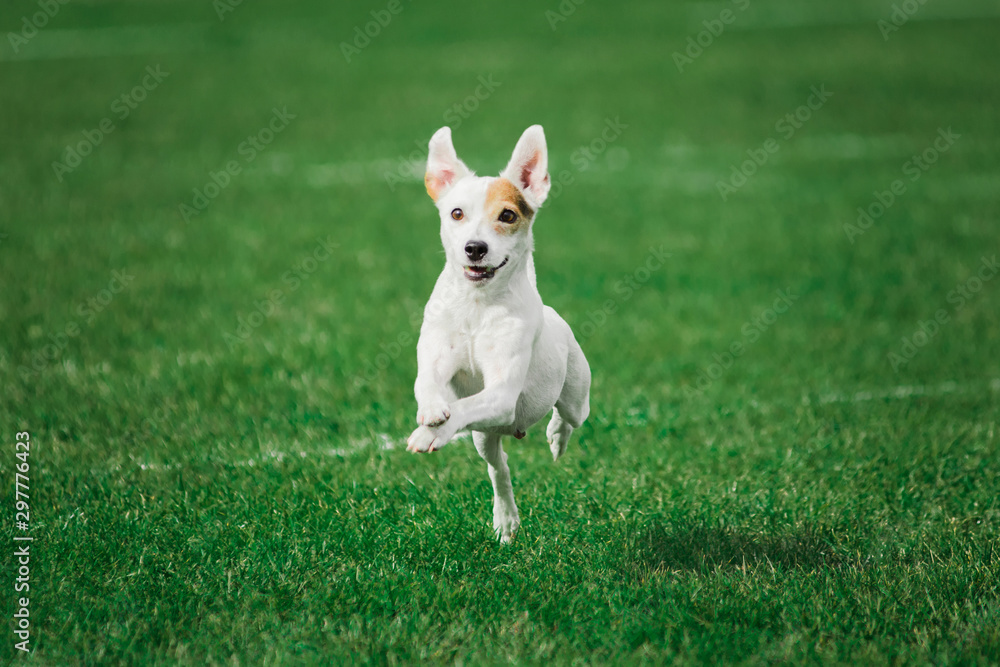 parson russell terrier ready to jump high to catch flying disk parson russell terrier ready to jump high to catch flying disk