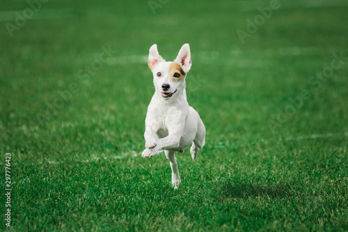 parson russell terrier ready to jump high to catch flying disk