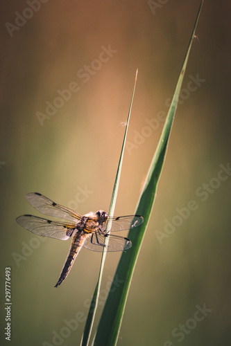 Wallpaper Mural libellule quatre-tâches sur une brindille Torontodigital.ca