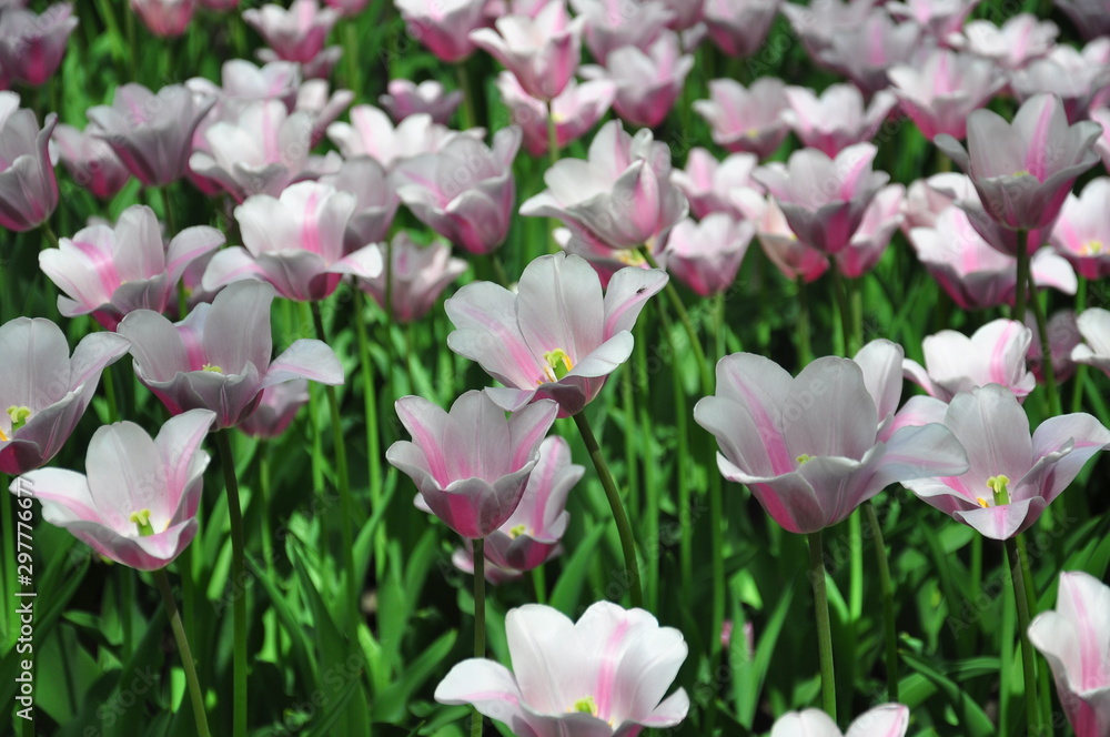 Fototapeta premium white and purple tulips