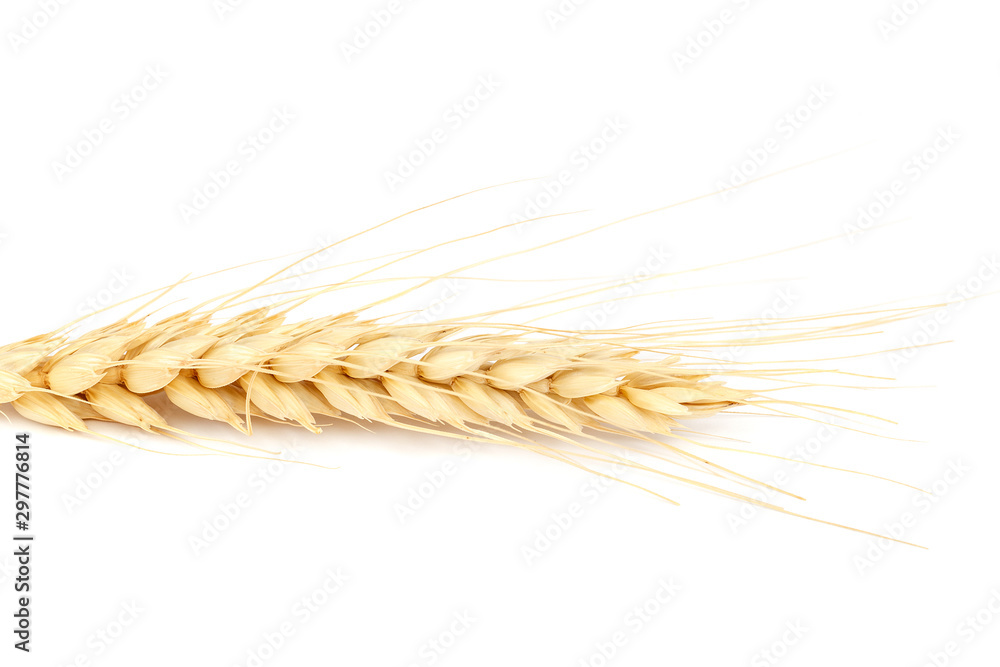 Wheat ear isolated on a white background. Wheat ear isolated on a white background.
