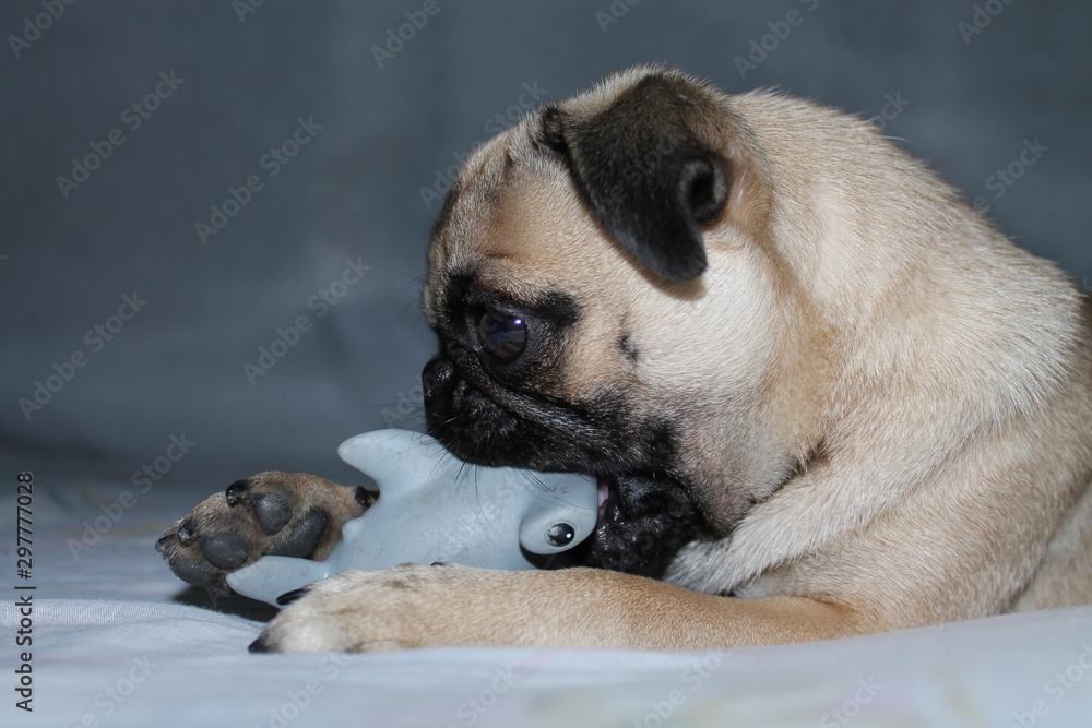 Obraz premium PERRITA HAMBRIENTA DEMOSTRANDO QUIEN MANDA ANTE SU JUGUETITO.