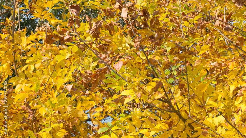 Colorful trees and leaves in autumn on a sunny day. Colorful trees and leaves in autumn on a sunny day.