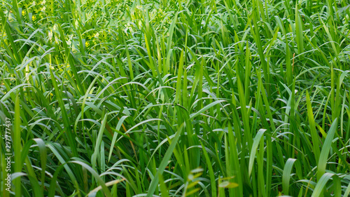 Green water grass close up. © Natasa