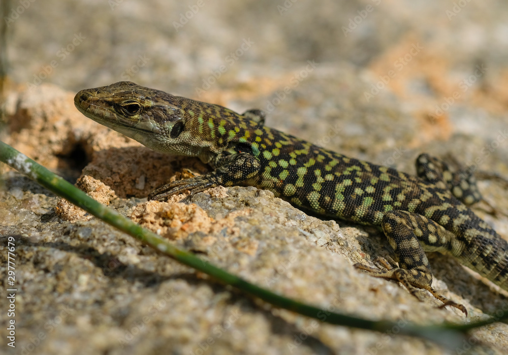 wild Lizard green skin resting on sunshine,reptile animals wild Lizard green skin resting on sunshine,reptile animals