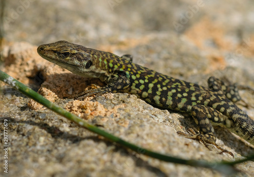 wild Lizard green skin resting on sunshine,reptile animals