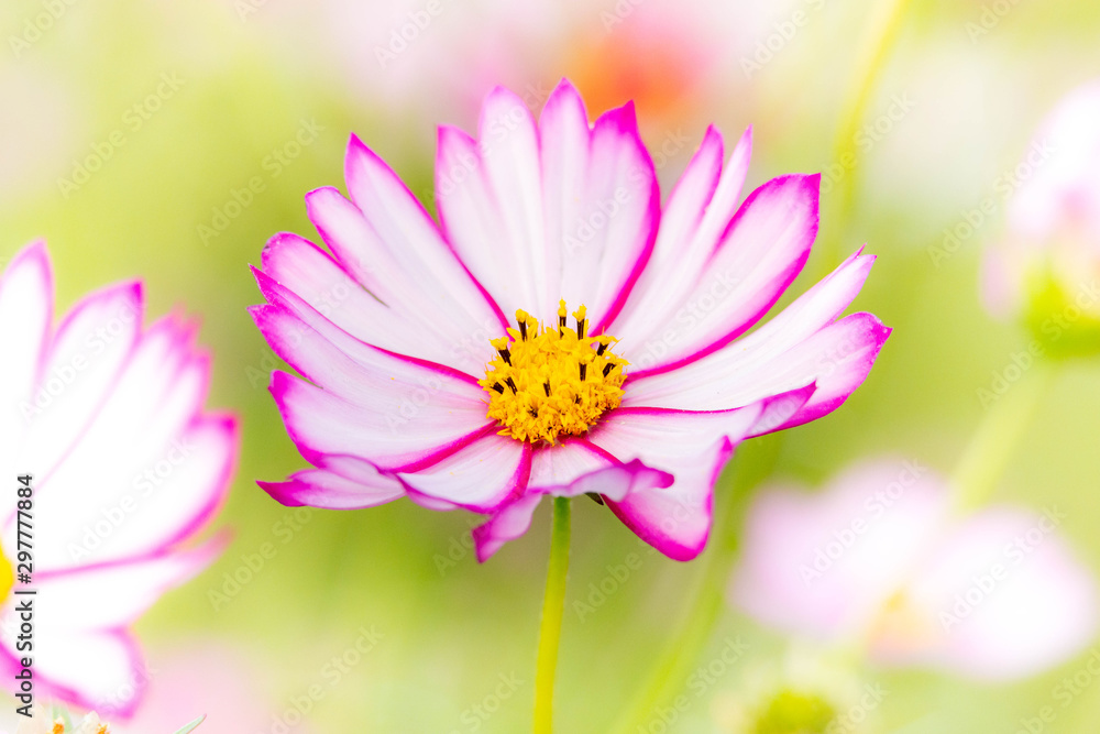 コスモスの花 阿蘇山 秋の季節に美しく咲きました 一輪の花 Cosmos Flower Mt Aso Bloomed Beautifully In The Autumn Season Single Flower Stock Photo Adobe Stock コスモスの花 阿蘇山 秋の季節に美しく咲きました 一輪の花 Cosmos Flower Mt Aso Bloomed Beautifully In The Autumn Season Single Flower Stock Photo Adobe Stock
