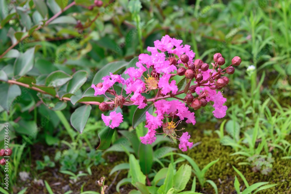 サルスベリ ピンクの花アップ サルスベリ ピンクの花アップ
