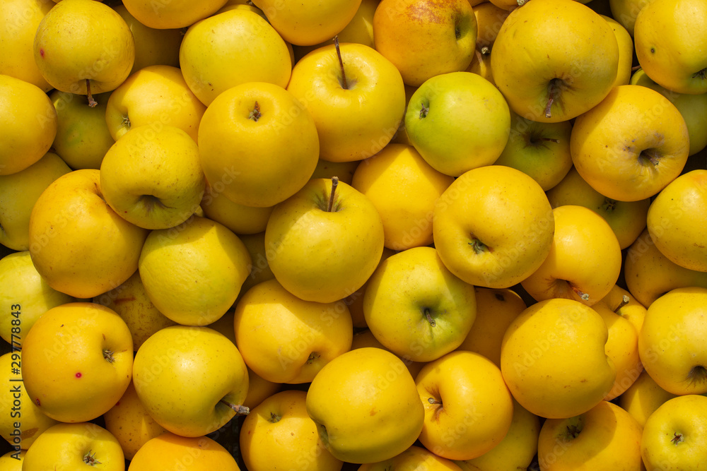 Fresh yellow apples. Gifts of Autumn.