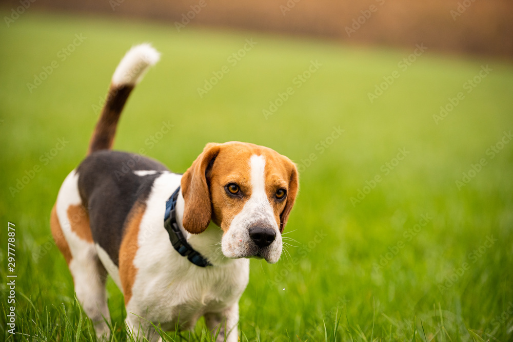 Happy Beagle dog running in autumn in green grass at rural field.