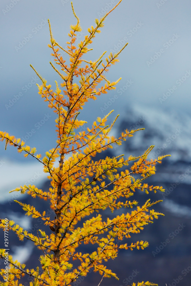 Naklejka premium Larch
