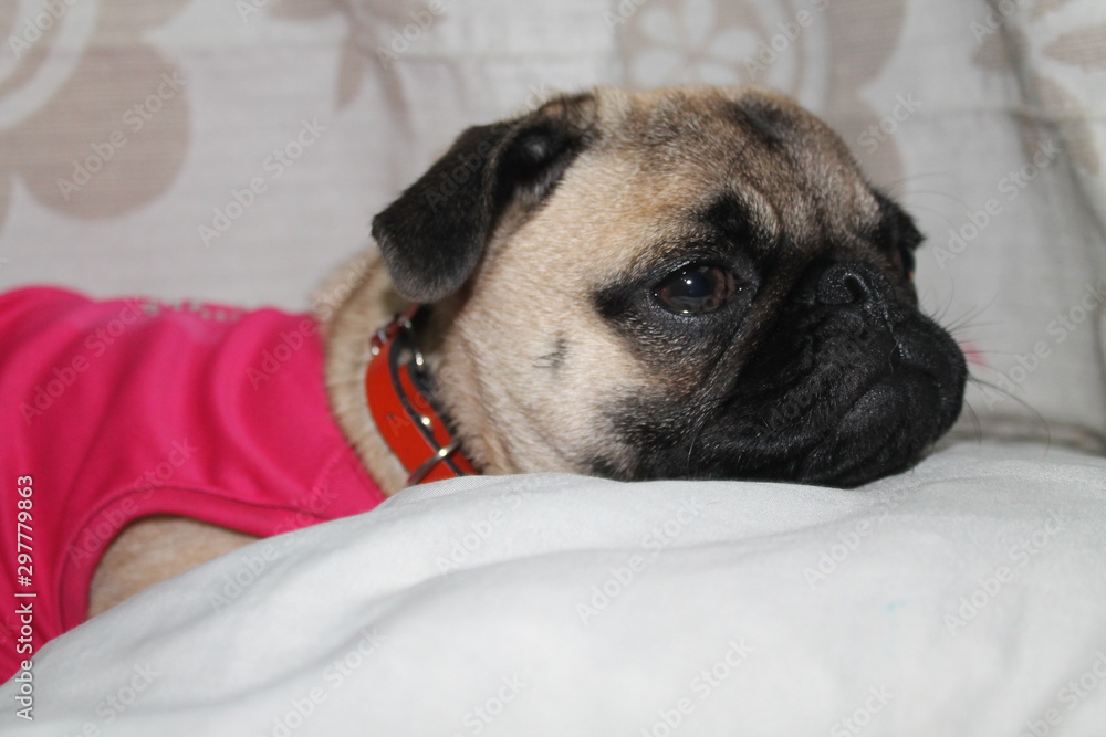 PERRITO PUG DE PERFIL ACOSTADO EN SU CABECERA PERRITO PUG DE PERFIL ACOSTADO EN SU CABECERA