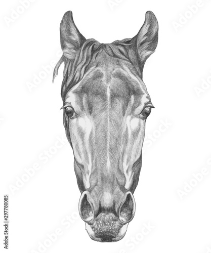 Portrait of  Horse. Hand-drawn illustration. Vector isolated elements.	