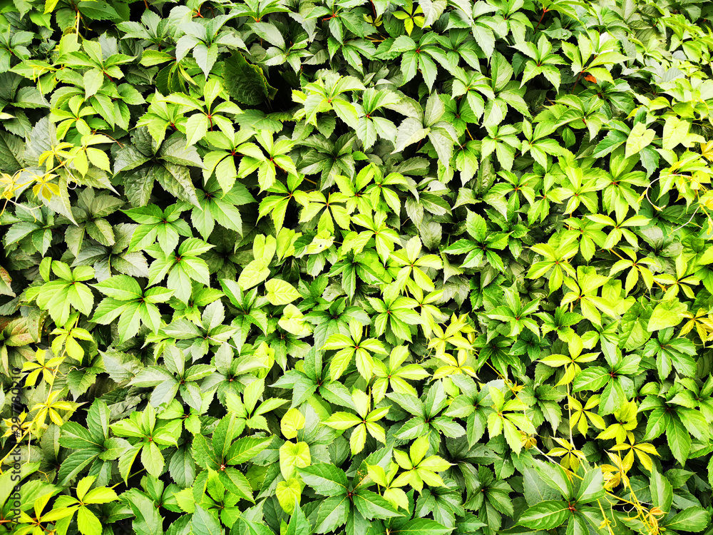 abstract green leaves texture