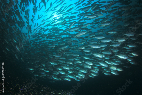 Tuna fish underwater in ocean 