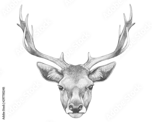 Portrait of Deer. Hand-drawn illustration. Vector isolated elements. 