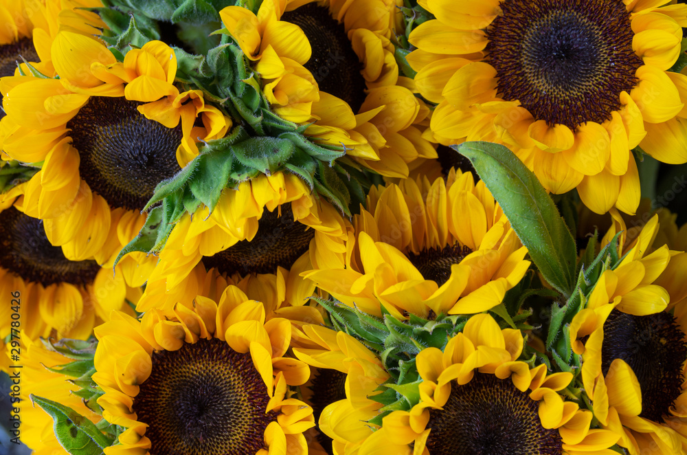 Obraz Beautiful sunflowers bouquet - close up