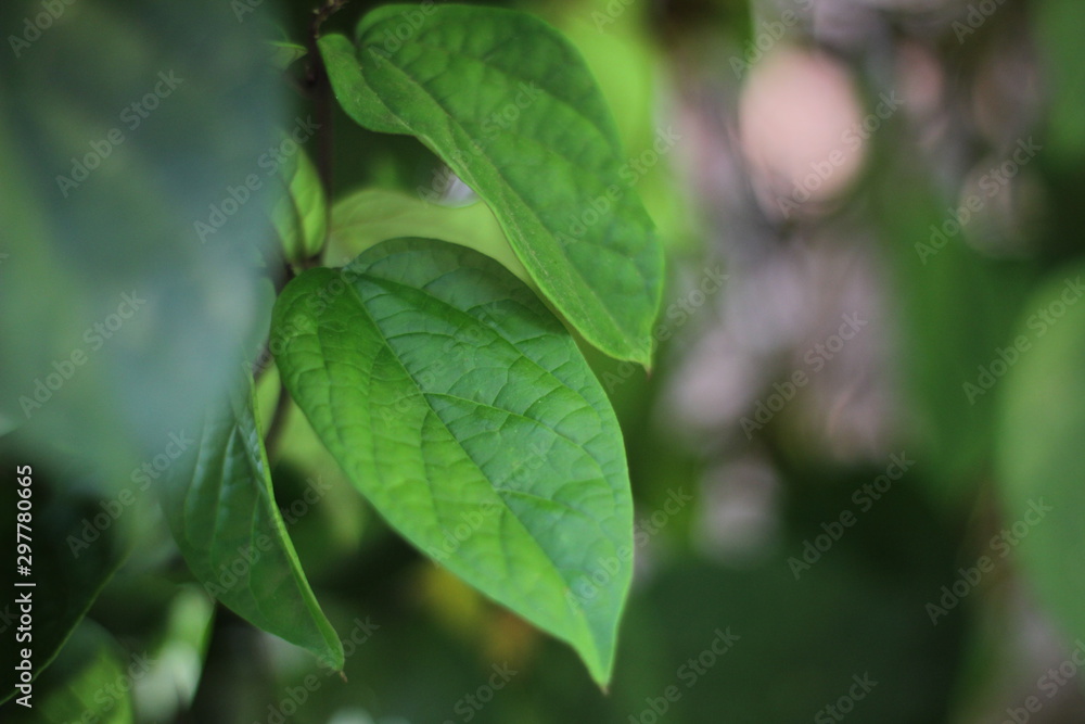 tree leaves background, tropical fresh green leaves tree leaves background, tropical fresh green leaves