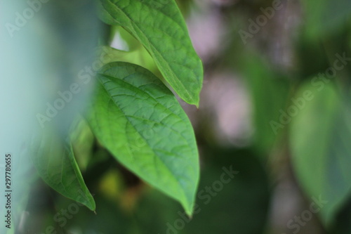 tree leaves background, tropical fresh green leaves